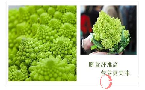 想要农场种蔬菜赚钱，就来种救心菜和宝塔花菜! 第2张